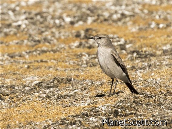 Puna Ground-Tyrant (Muscisaxicola juninensis)