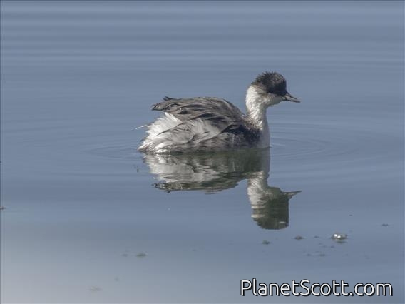Silvery Grebe (Podiceps occipitalis)