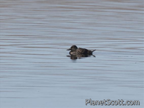 Andean Duck (Oxyura ferruginea)
