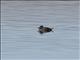 Andean Duck (Oxyura ferruginea)