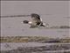 Yellow-Billed Teal (Anas flavirostris)