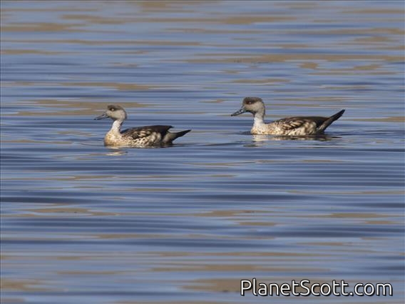 Crested Duck (Lophonetta specularioides)