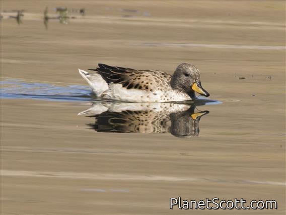 Yellow-Billed Teal (Anas flavirostris)
