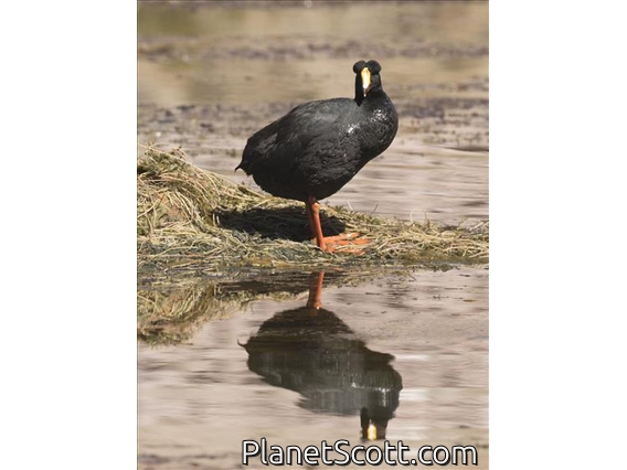 Giant Coot (Fulica gigantea)