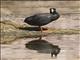 Giant Coot (Fulica gigantea)
