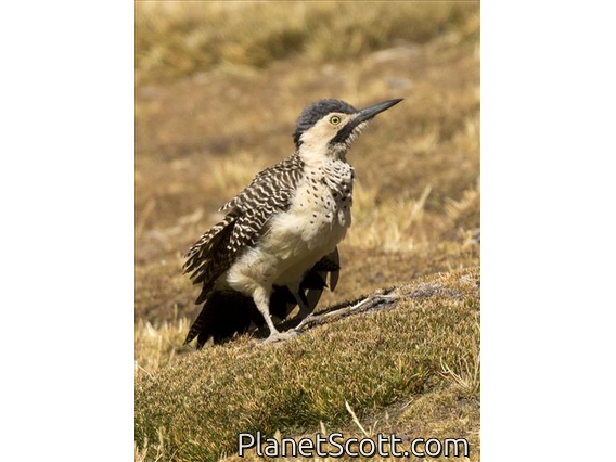 Andean Flicker (Colaptes rupicola)