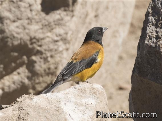 Black-hooded Sierra-Finch (Phrygilus atriceps)