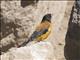 Black-hooded Sierra-Finch (Phrygilus atriceps)