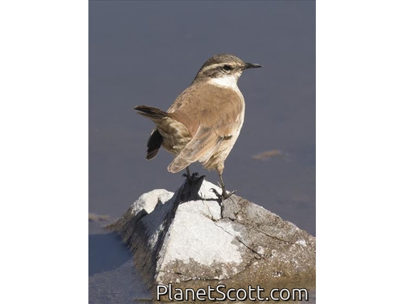 White-winged Cinclodes (Cinclodes atacamensis)