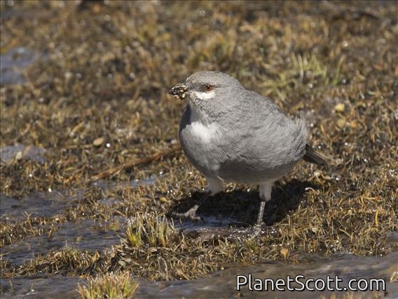 White-winged Diuca-Finch (Idiopsar speculifer)