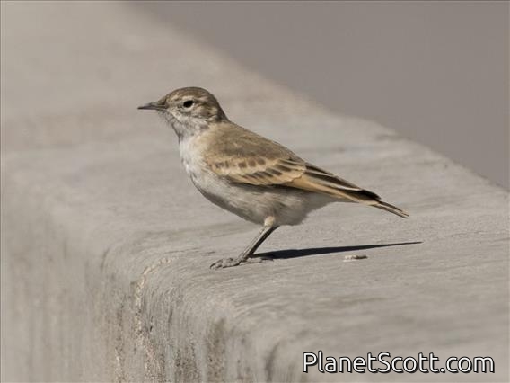 Puna Miner (Geositta punensis)