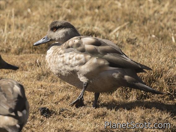Crested Duck (Lophonetta specularioides)