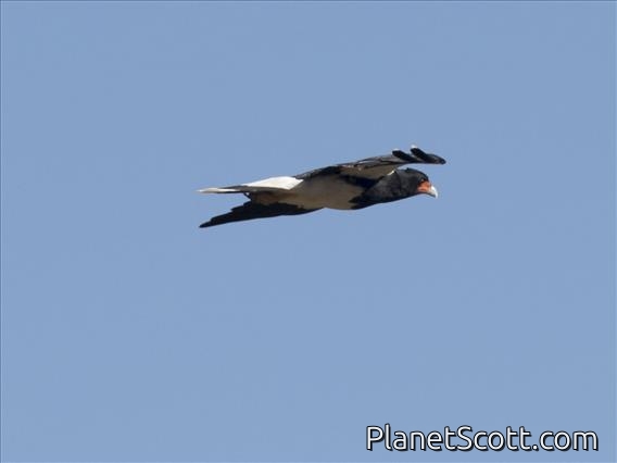 Mountain Caracara (Phalcoboenus megalopterus)