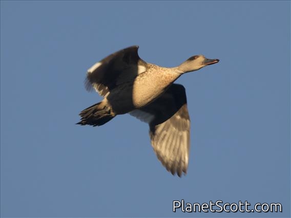 Crested Duck (Lophonetta specularioides)