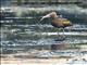 Puna Ibis (Plegadis ridgwayi)
