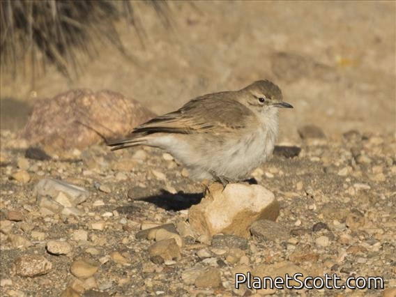 Puna Miner (Geositta punensis)