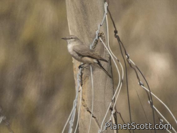 Grayish Miner (Geositta maritima)