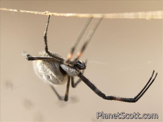 Silver Garden Orbweaver (Argiope argentata)