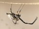 Silver Garden Orbweaver (Argiope argentata)