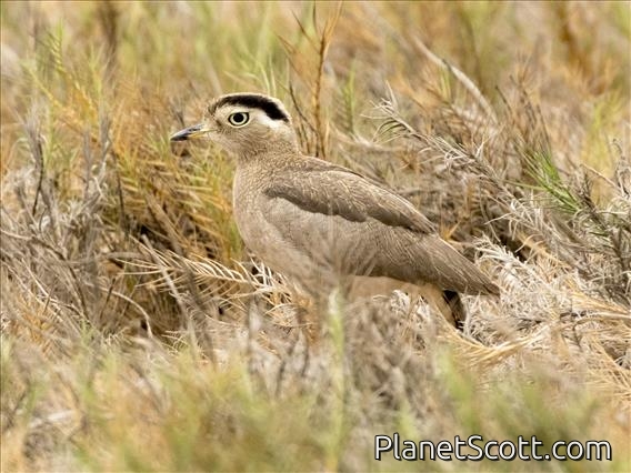 Peruvian Thick-knee (Burhinus superciliaris)