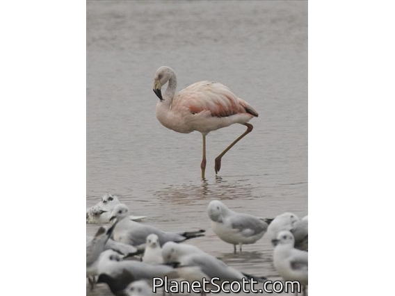 Chilean Flamingo (Phoenicopterus chilensis)