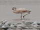 Chilean Flamingo (Phoenicopterus chilensis)