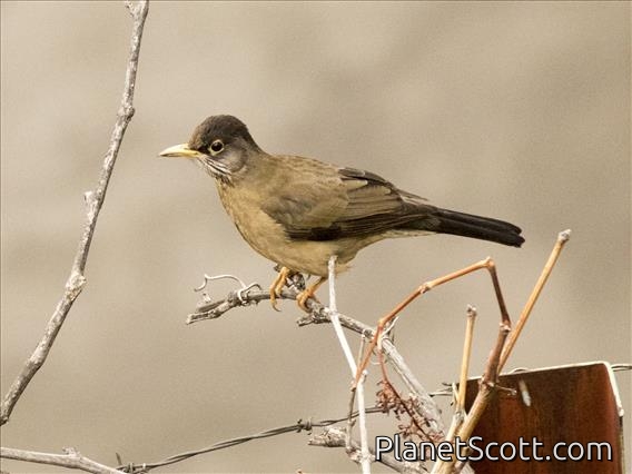 Austral Thrush (Turdus falcklandii)