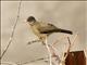 Austral Thrush (Turdus falcklandii)