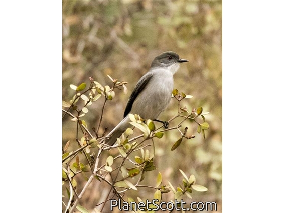 Fire-eyed Diucon (Xolmis pyrope)