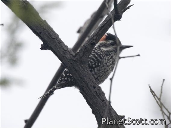 Striped Woodpecker (Dryobates lignarius)