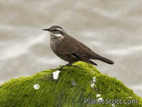 Gray-flanked Cinclodes (Cinclodes oustaleti)