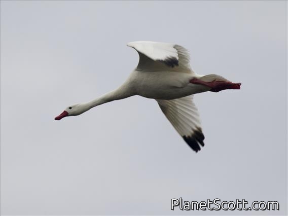 Coscoroba Swan (Coscoroba coscoroba)