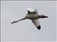 Coscoroba Swan (Coscoroba coscoroba)