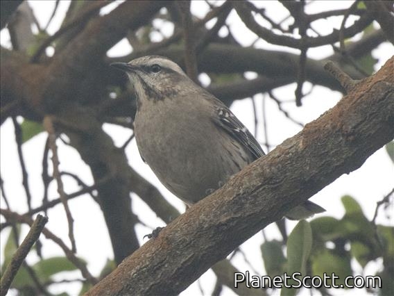 Chilean Mockingbird (Mimus thenca)