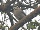 Chilean Mockingbird (Mimus thenca)