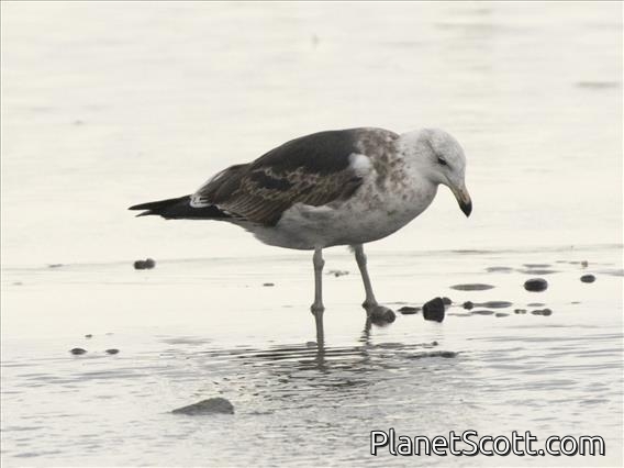 Kelp Gull (Larus dominicanus) - 1st Winter