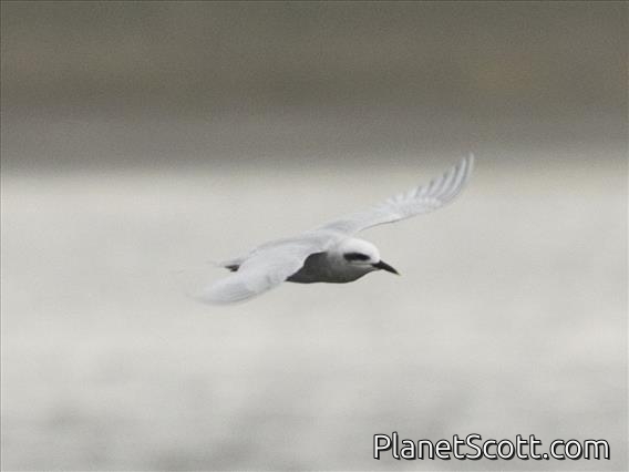 Snowy-crowned Tern (Sterna trudeaui)