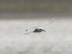 Snowy-crowned Tern (Sterna trudeaui)