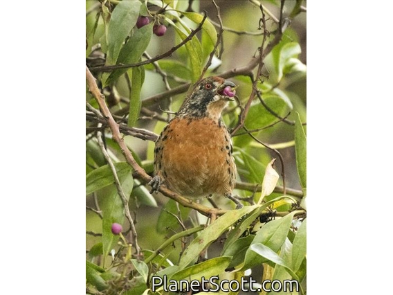 Rufous-tailed Plantcutter (Phytotoma rara)