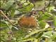 Rufous-tailed Plantcutter (Phytotoma rara)