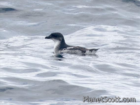 Peruvian Diving-Petrel (Pelecanoides garnotii)