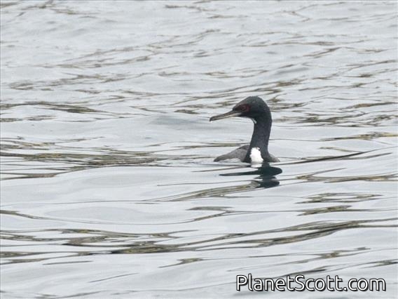 Guanay Cormorant (Phalacrocorax bougainvillii)