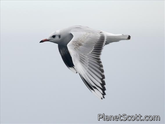 Brown-hooded Gull (Chroicocephalus maculipennis)