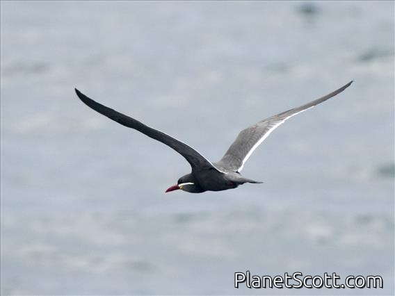 Inca Tern (Larosterna inca)