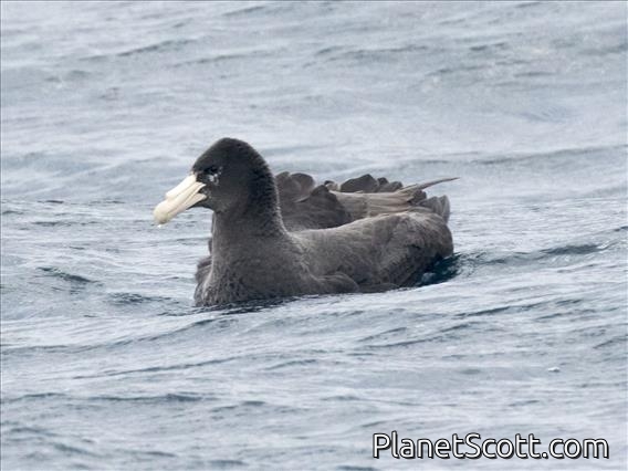 Southern Giant-Petrel (Macronectes giganteus)
