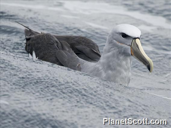 Salvin's Albatross (Thalassarche salvini)